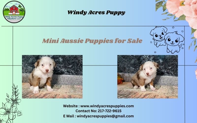 Playful Mini Aussie Puppies Ready For Adoption